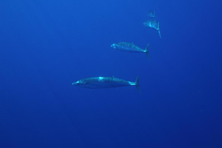 Mergulho 077.JPG